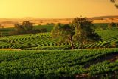 Weinberg Barossa Valley-SA Baro 2 Weinberg.JPG